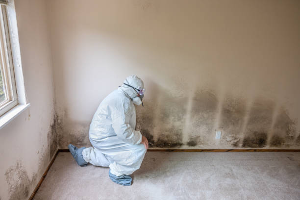 Best White Mold Remediation in Tunkhannock, PA